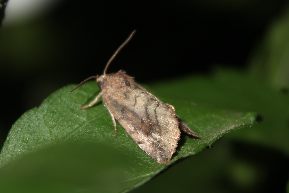 Cosmia affinis - barna lombbagoly