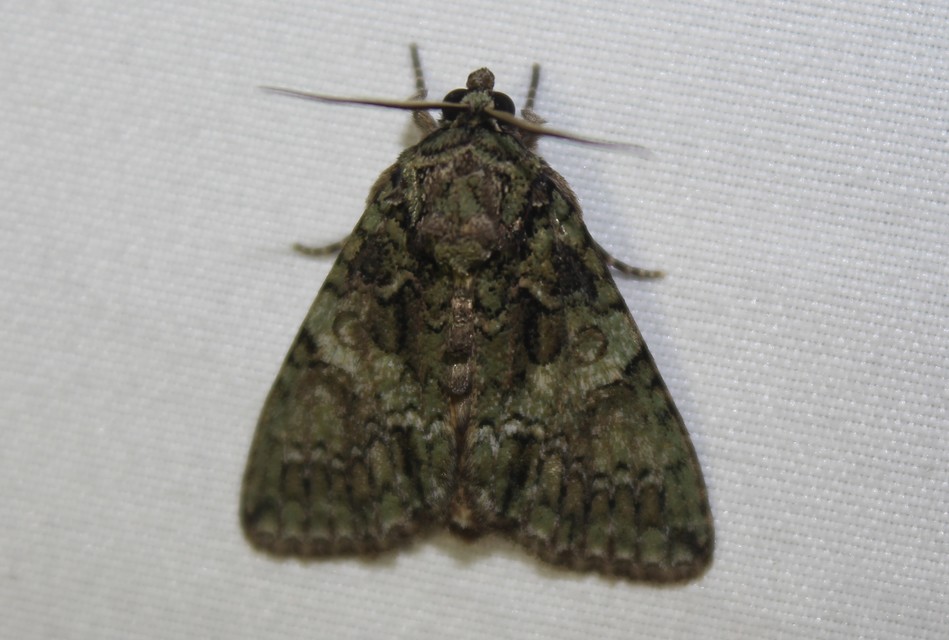 Polyphaenis sericata - selyemfényű erdeibagoly