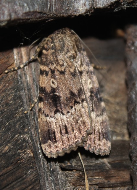 Amphipyra berbera/pyramidea