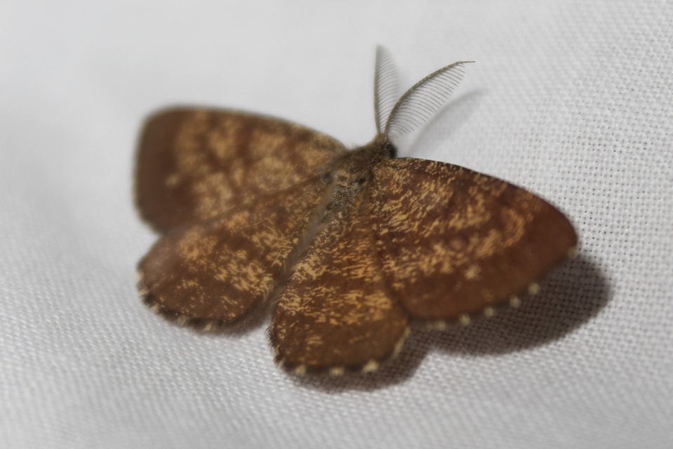 Ematurga atomaria - barna rétiaraszoló