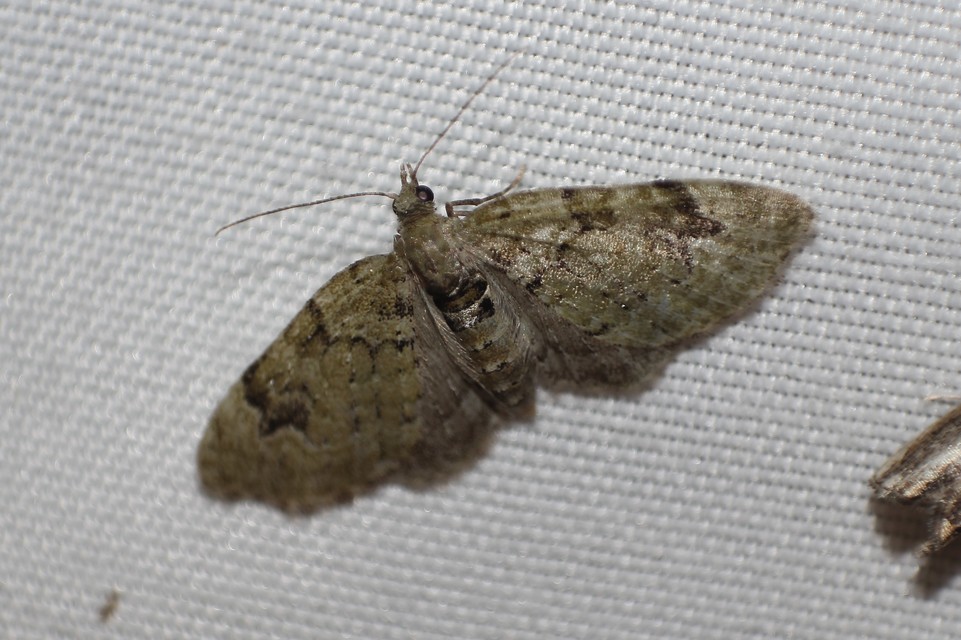 Chloroclystis v-ata - zöldes törpearaszoló