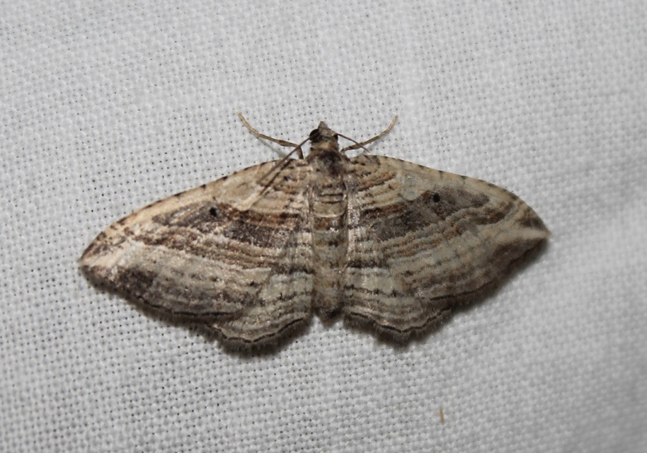 Costaconvexa polygrammata - soksávú araszoló