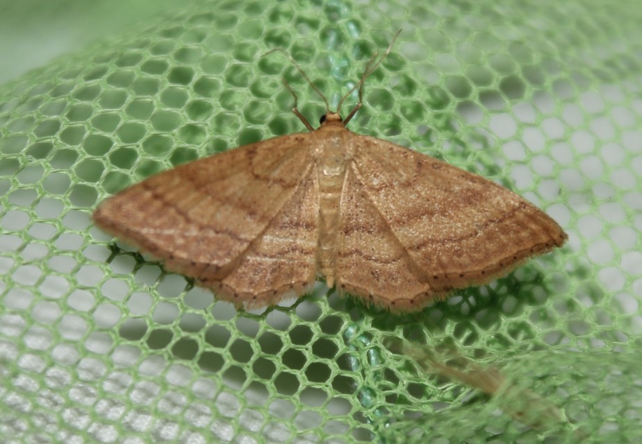 Idaea ochrata - okkerszínű sávosaraszoló