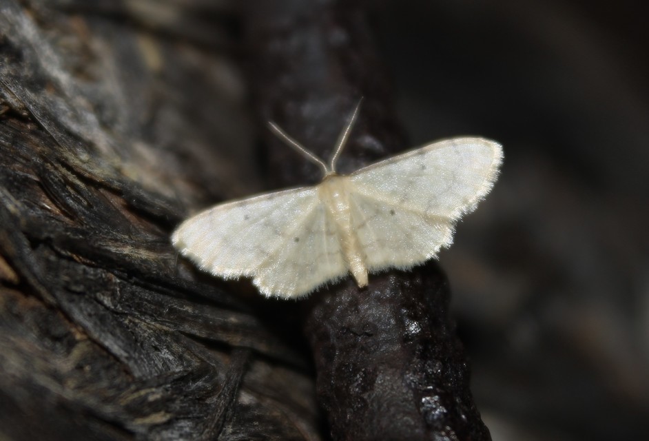 Idaea politaria - vonalas apróaraszoló