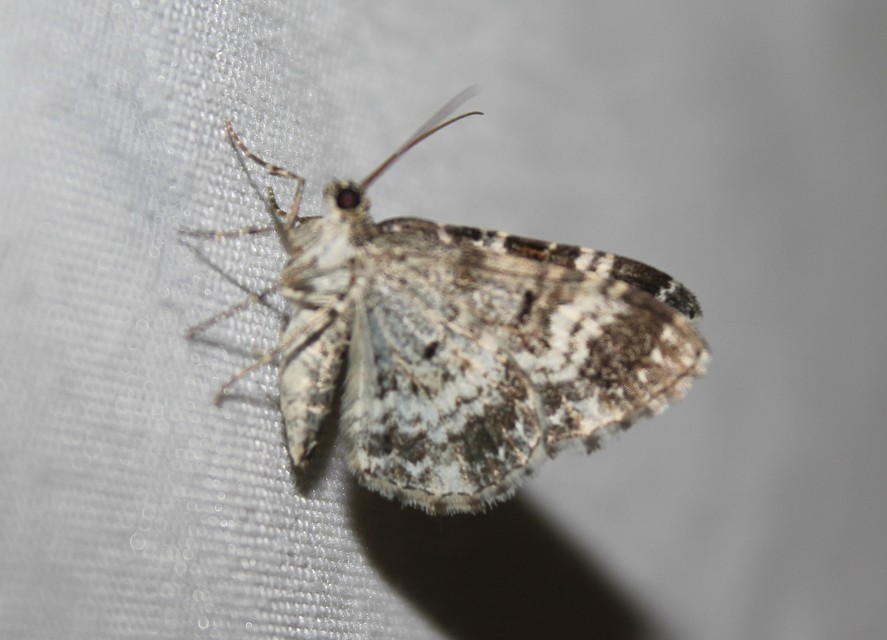 Epirrhoe alternata - galaj-tarkaaraszoló