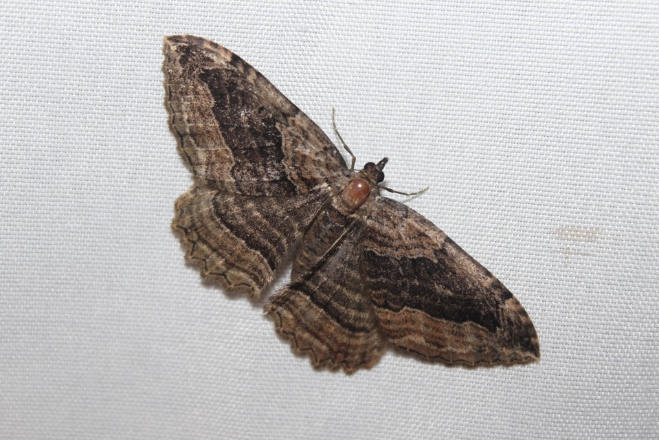 Philereme transversata - varjútövis-araszoló