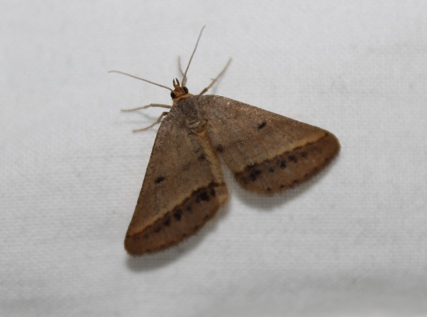 Tephrina arenacearia - lucerna-araszoló