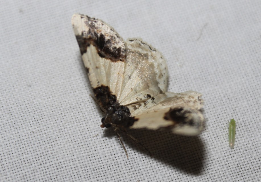 Ligdia adustata - barna levélaraszoló