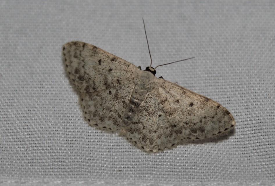 Scopula marginepunctata - pettyes sávosaraszoló