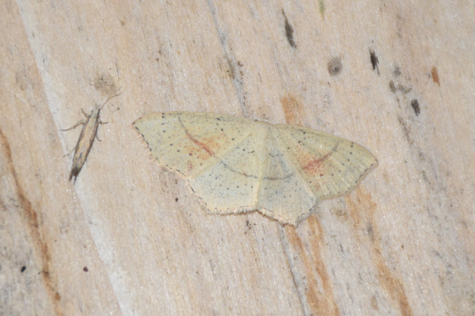 Cyclophora punctaria - sávos pettyesaraszoló