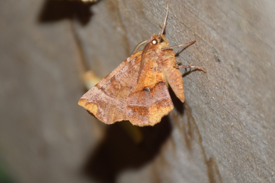 Selenia dentaria - kétfoltos holdasaraszoló