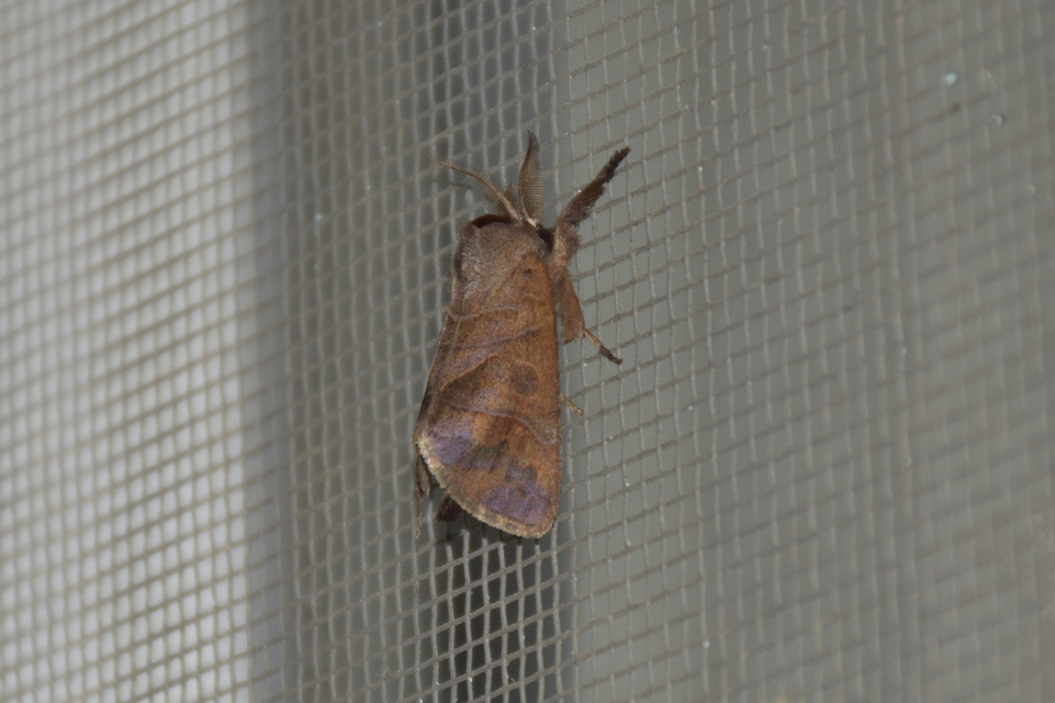 Clostera anastomosis - barna levélszövő