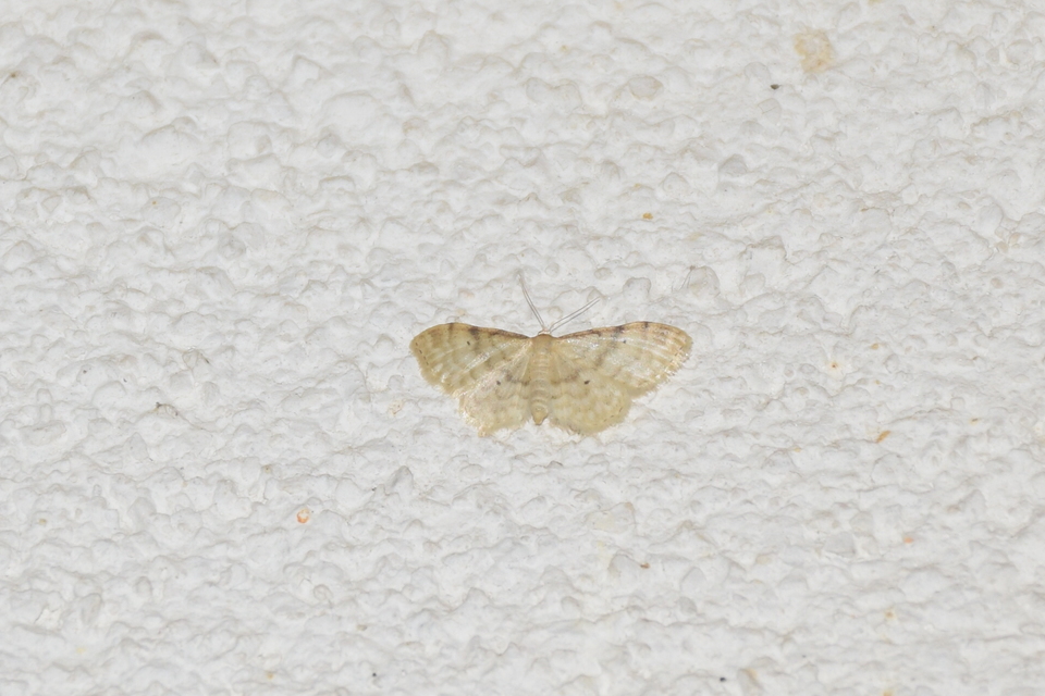 Idaea fuscovenosa - szürkeszélű apróaraszoló