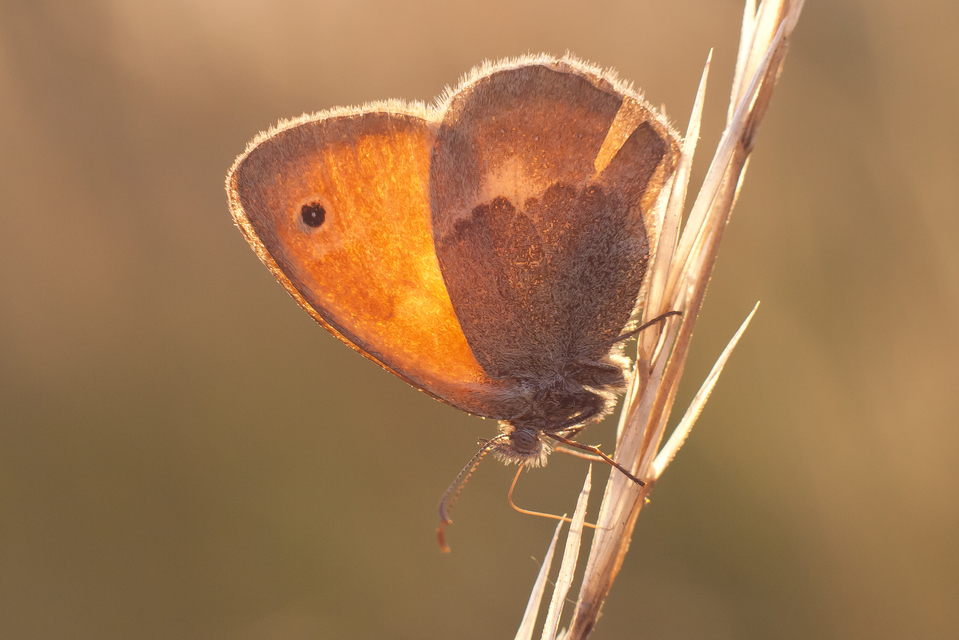Coenonympha pamphilus - kis szénalepke