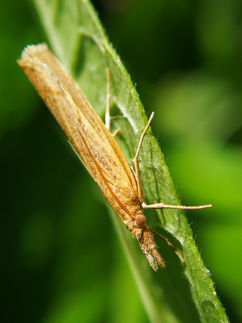 Pediasia contaminella - mocskos fűgyökérmoly