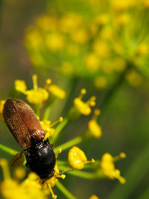 Agriotes ustulatus - mezei pattanó