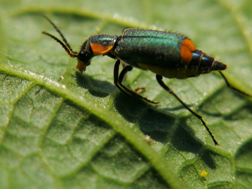 Axinotarsus pulicarius - barnafüggős bibircsesbogár