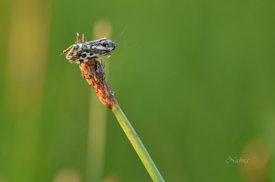Emmelia trabealis - zebrabagoly