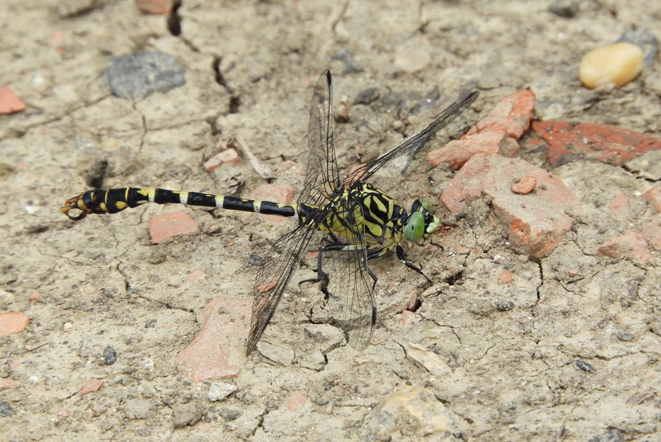 Onychogomphus forcipatus - gyűrűs folyami-szitakötő