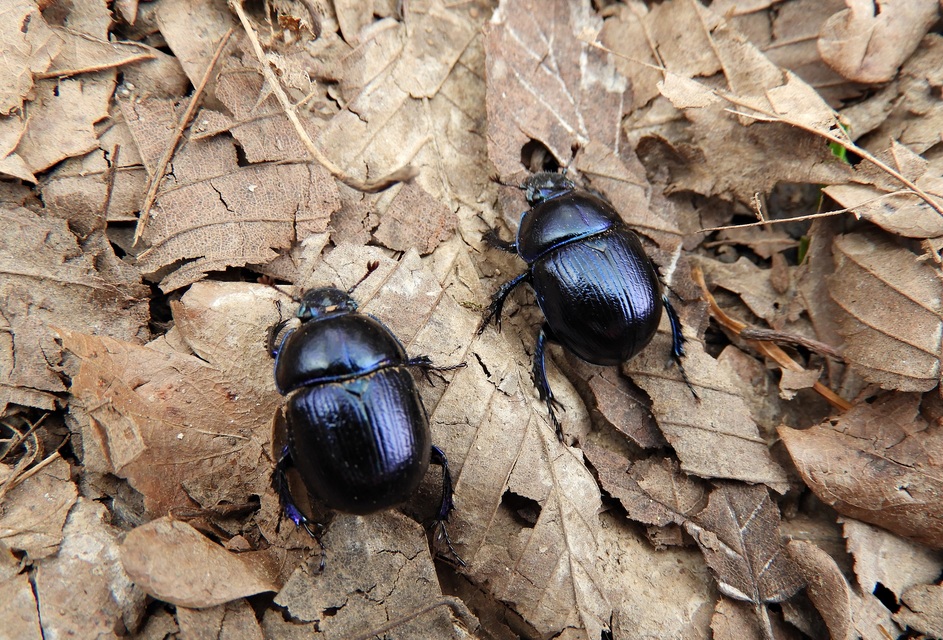 Anoplotrupes stercorosus - erdei álganéjtúró