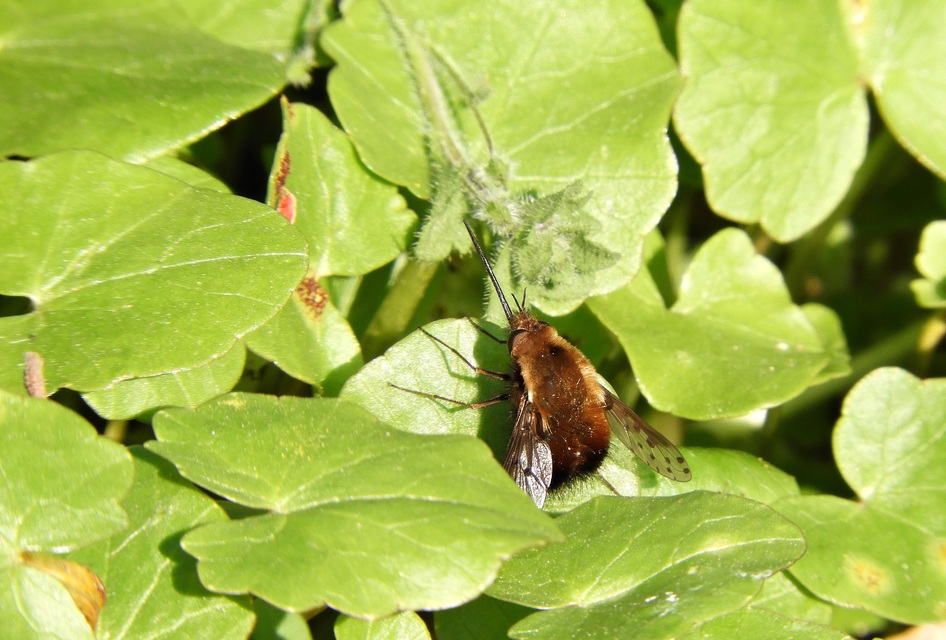 Bombylius discolor - feketefarú pöszörlégy