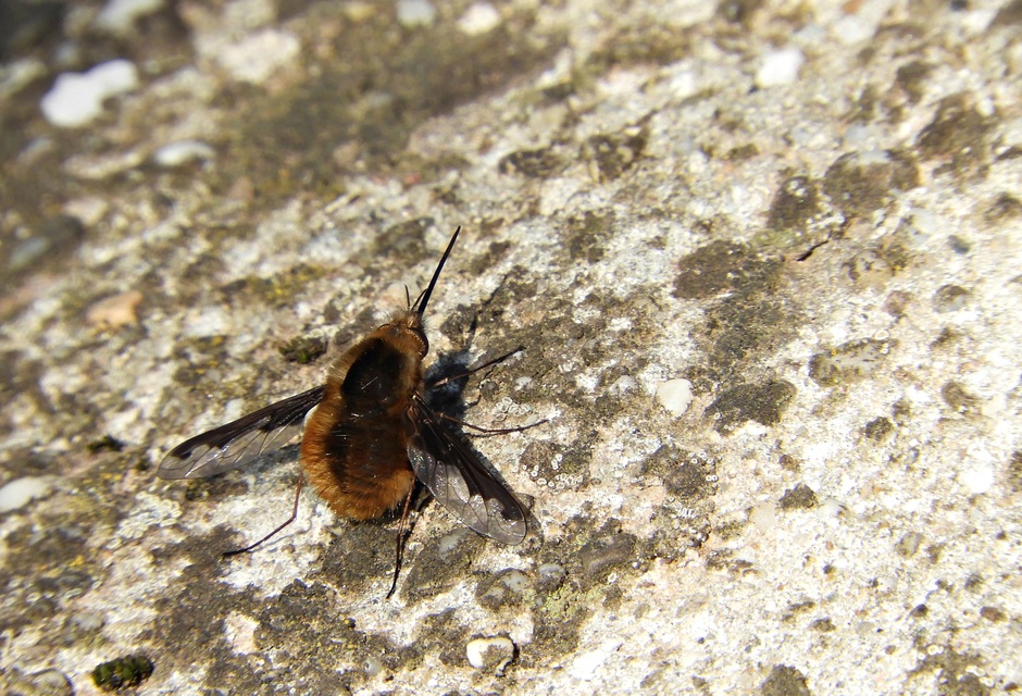 Bombylius major - szegélyes pöszörlégy