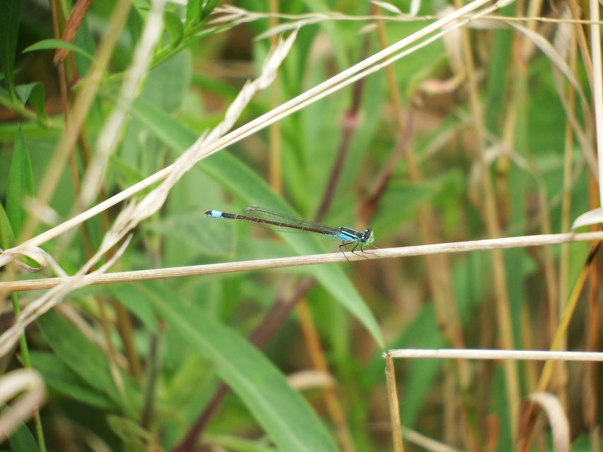 Ischnura elegans pontica - kéköves légivadász