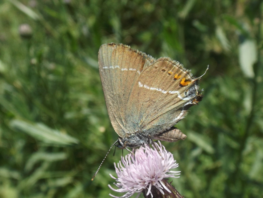 Satyrium spini - kökény-csücsköslepke