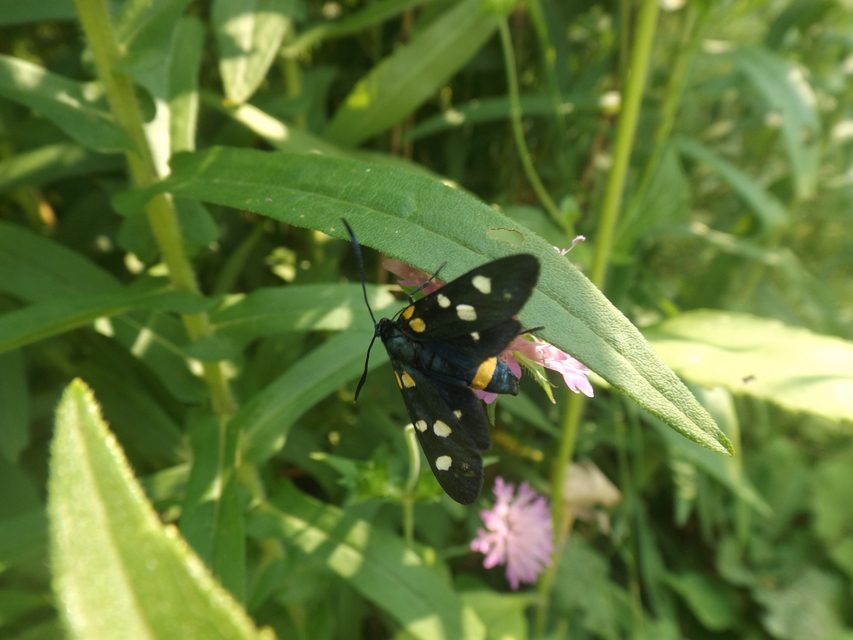 Zygaena ephialtes - változékony csüngőlepke