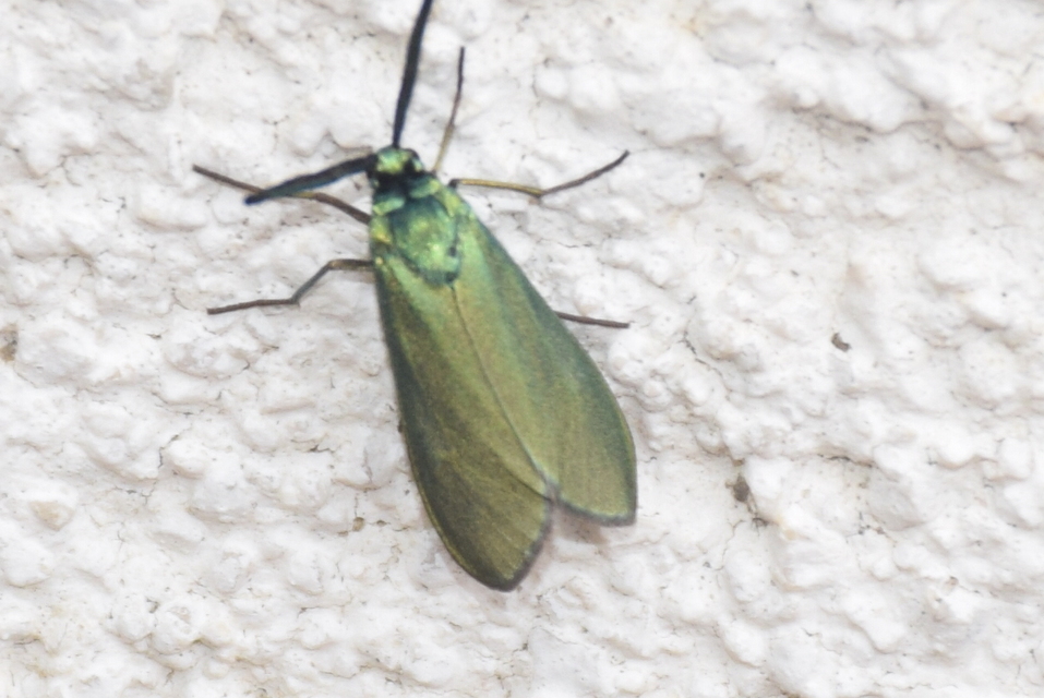 Procridinae