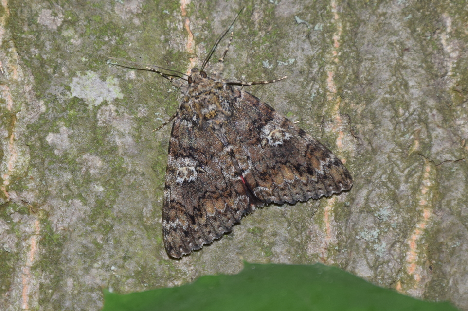 Catocala sponsa - tölgyfa-övesbagoly