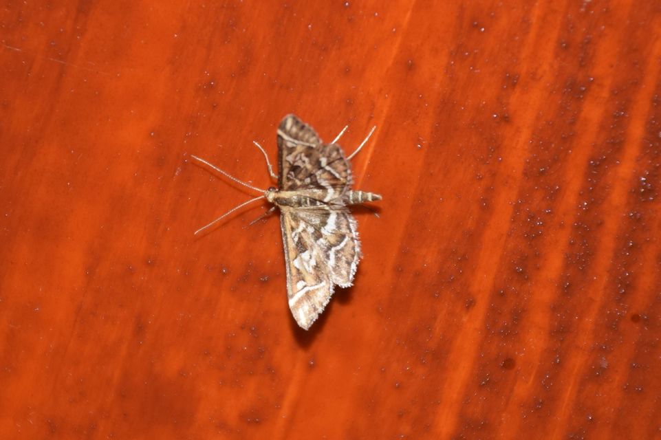 Diasemia reticularis - betűmintás tűzmoly
