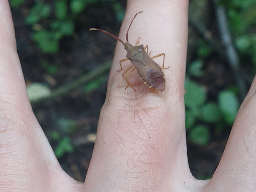 Gonocerus acuteangulatus - aranypetés karimáspoloska