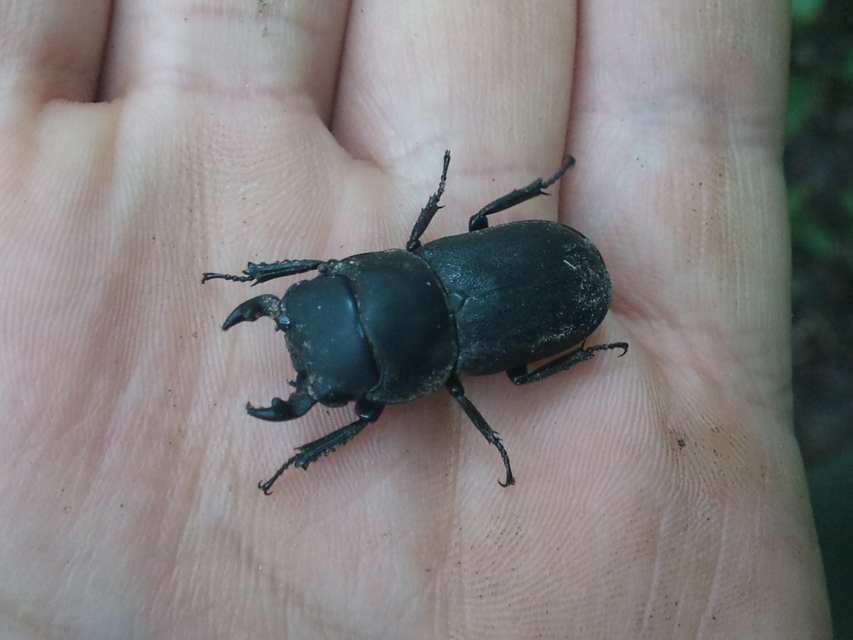 Dorcus parallelipipedus - kis szarvasbogár