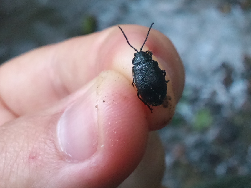Galeruca tanaceti - fekete olajosbogár