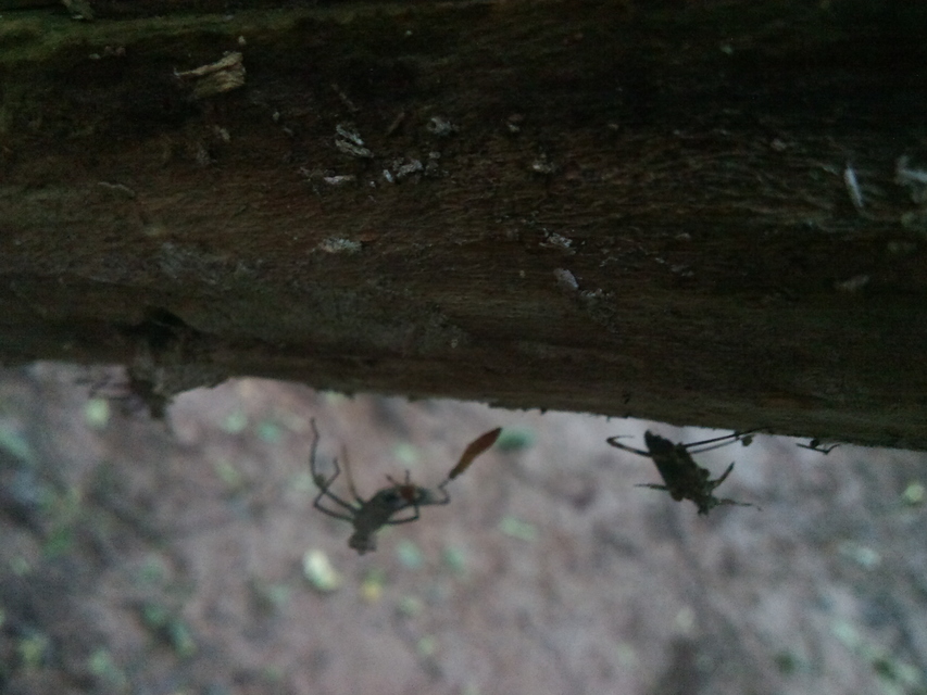 Calopteryx virgo - kisasszony-szitakötő