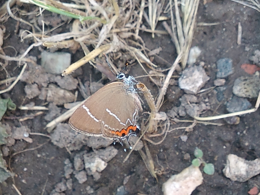 Satyrium w-album - szilfa-csücsköslepke