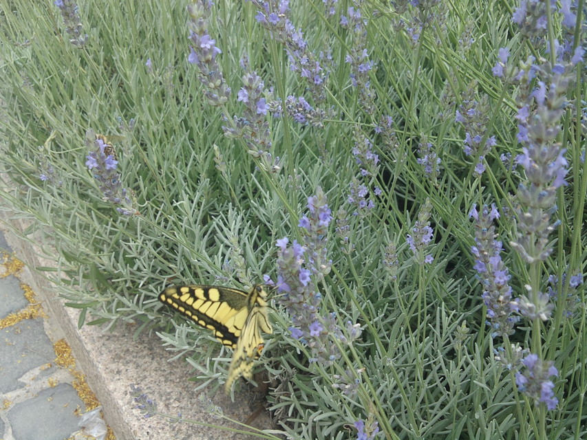 Papilio machaon - fecskefarkú lepke