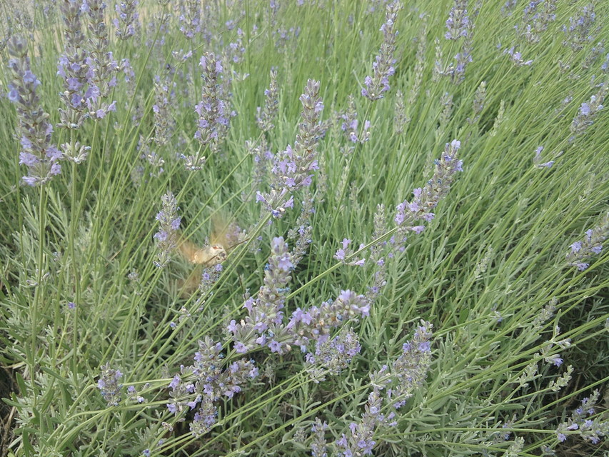 Macroglossum stellatarum - kacsafarkú szender