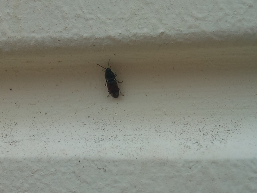 Drasterius bimaculatus - változékony pattanó