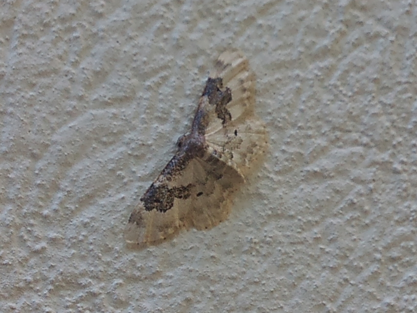 Idaea rusticata - tarka apróaraszoló