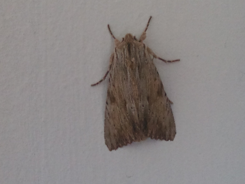 Apamea lithoxylaea - fakó dudvabagoly