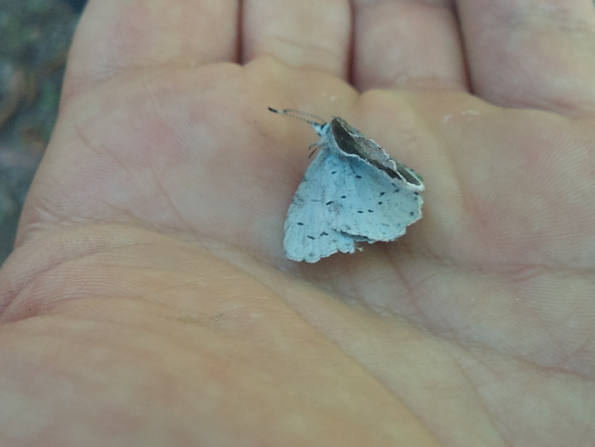 Celastrina argiolus - bengeboglárka