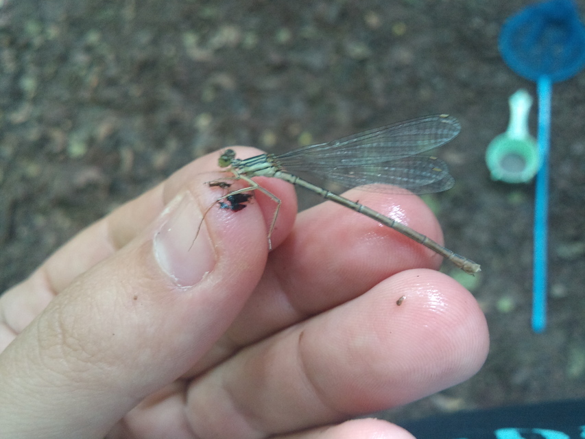 Platycnemis pennipes - széleslábú szitakötő