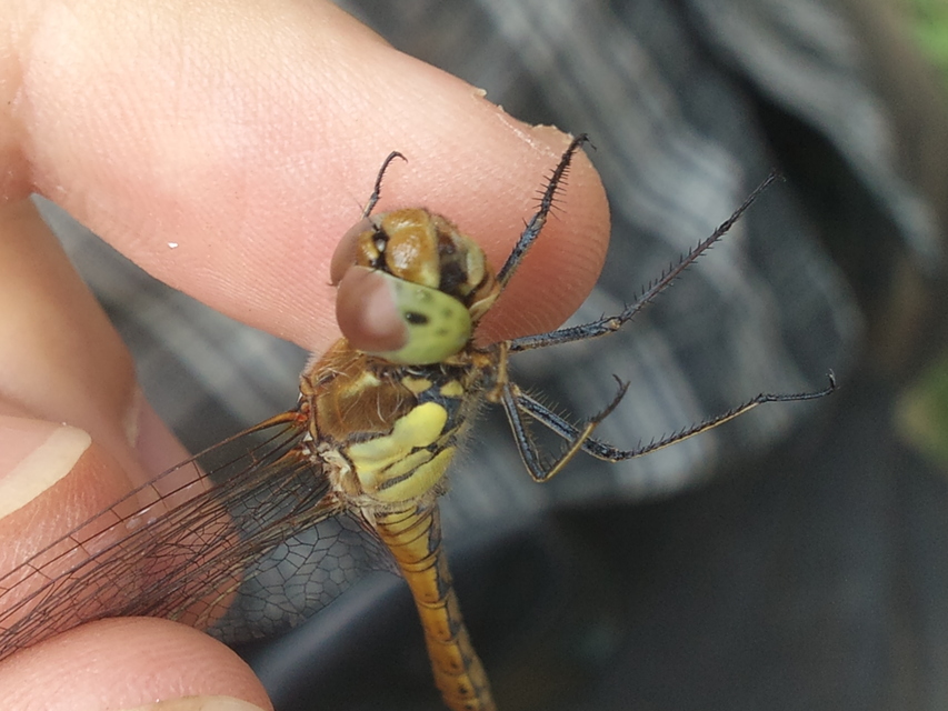 Sympetrum striolatum - harántsávos katona-szitakötő