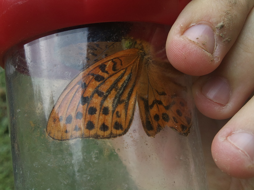 Argynnis paphia - nagy gyöngyházlepke
