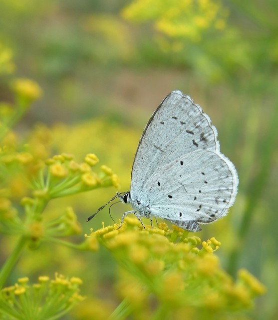 Celastrina argiolus - bengeboglárka