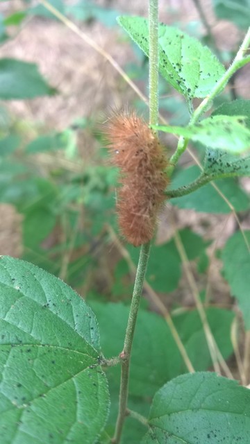 Diaphora mendica - felemás medvelepke