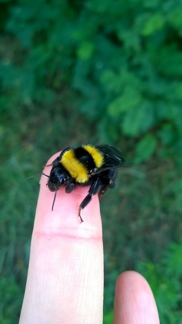 Bombus argillaceus - délvidéki poszméh