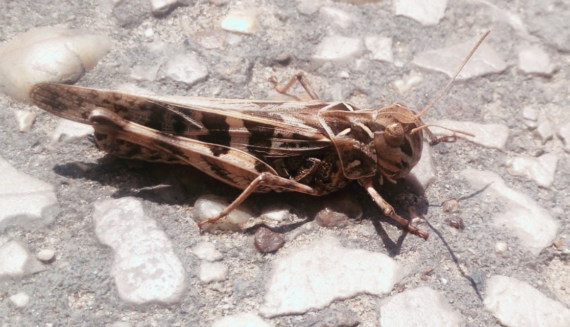 Oedaleus decorus - szalagos sáska